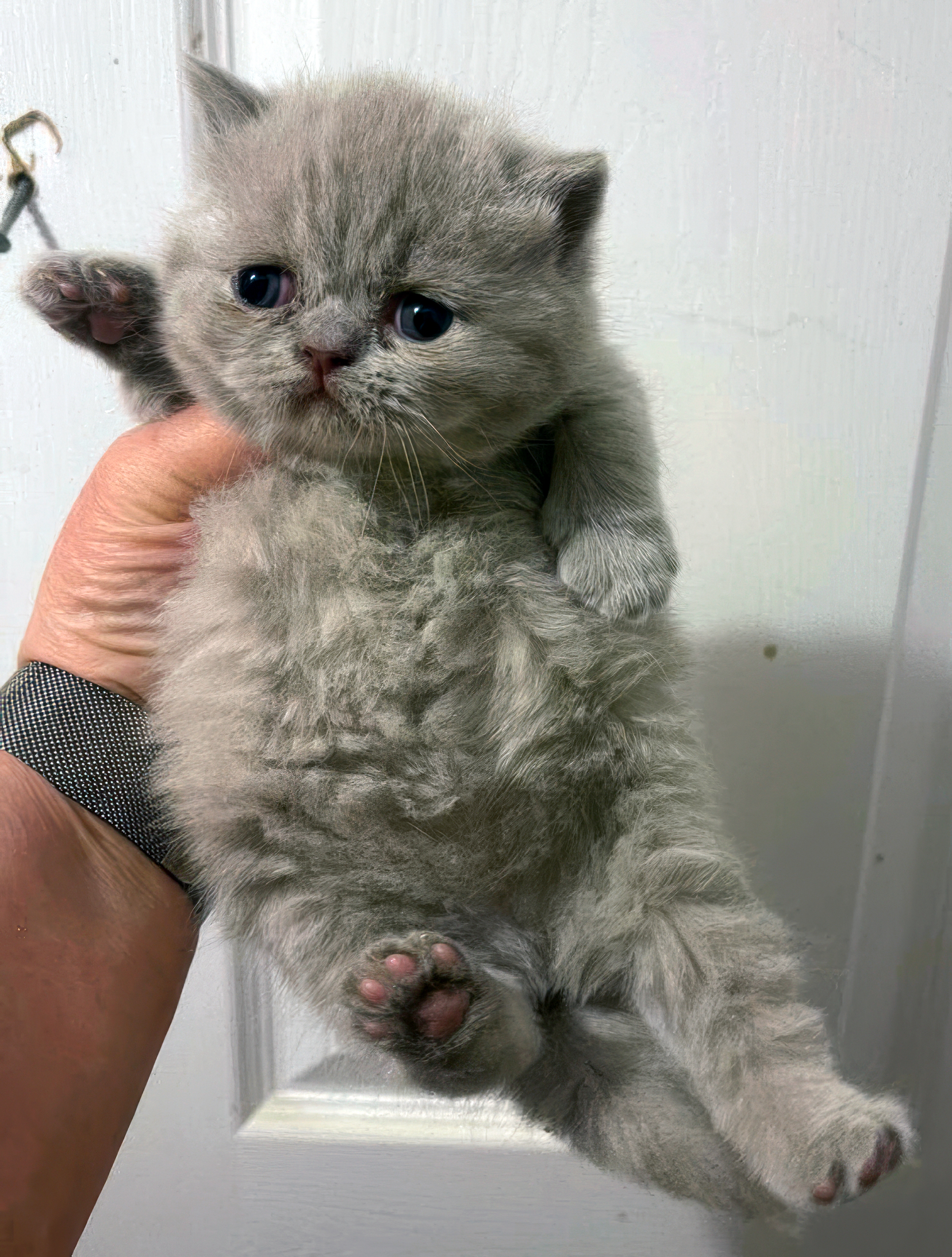 Lotty at 4 weeks old!