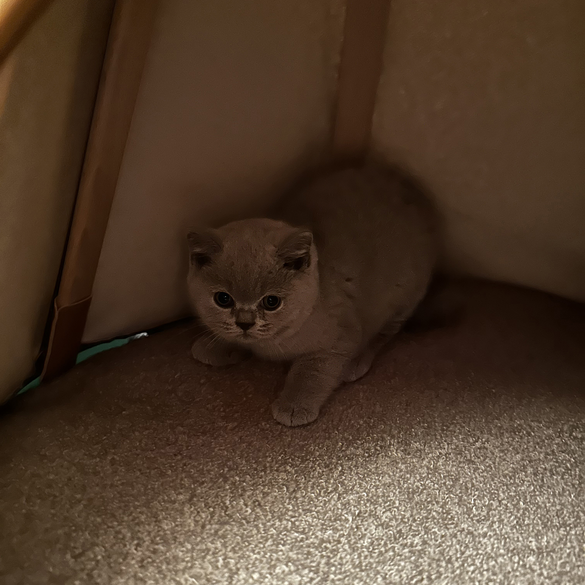 Lotty hiding in her teepee Day One at 8 weeks old!