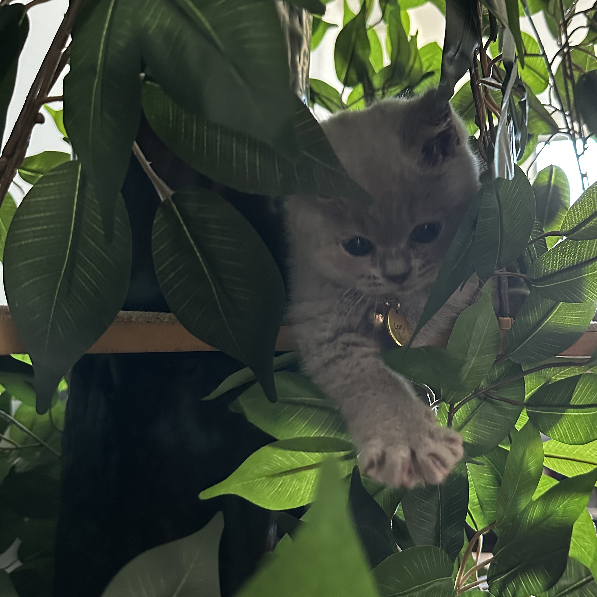 Lotty in a treehouse, day 4