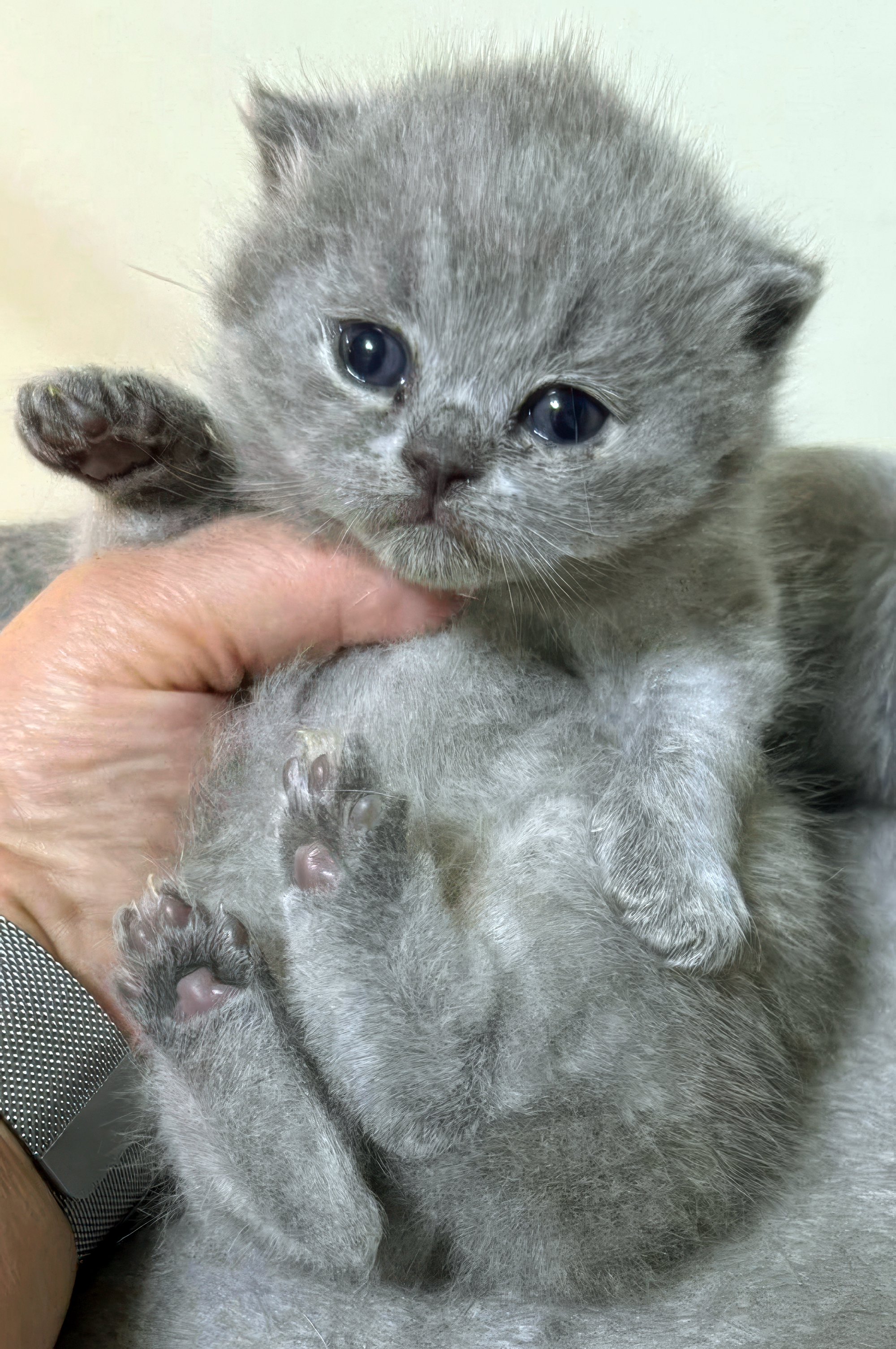 Percy at 4 weeks old!