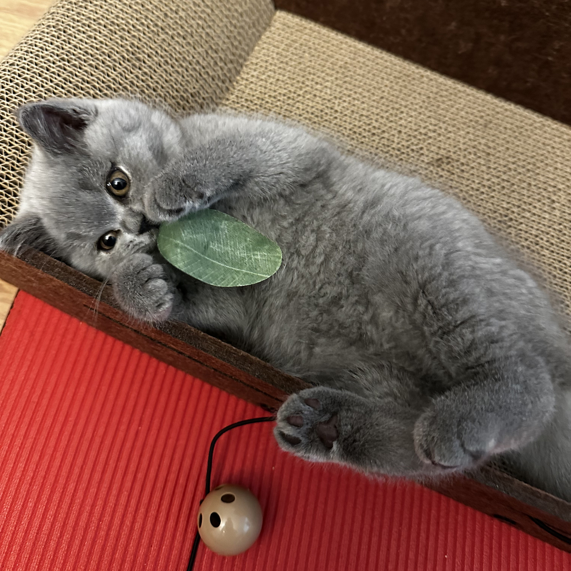 Percy with a polyester teething leaf, week 10