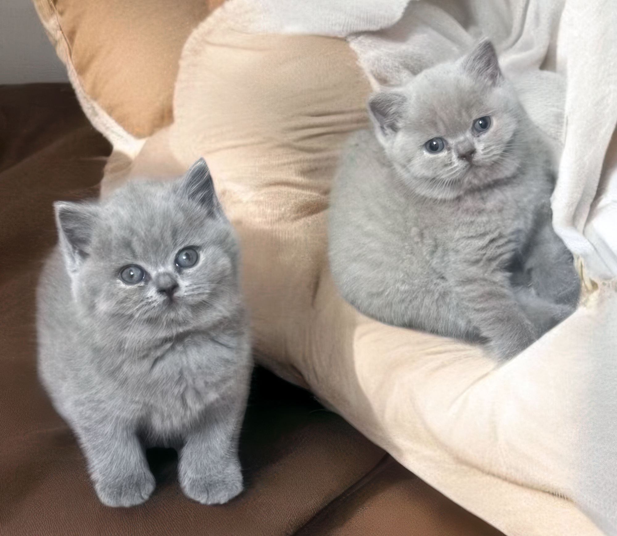 Percy and Lotty at 6 weeks old!