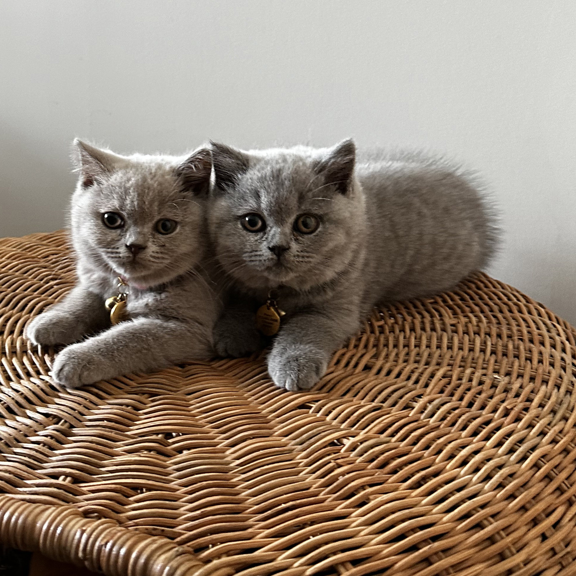 Percy and Lotty sitting on a basket, day 7