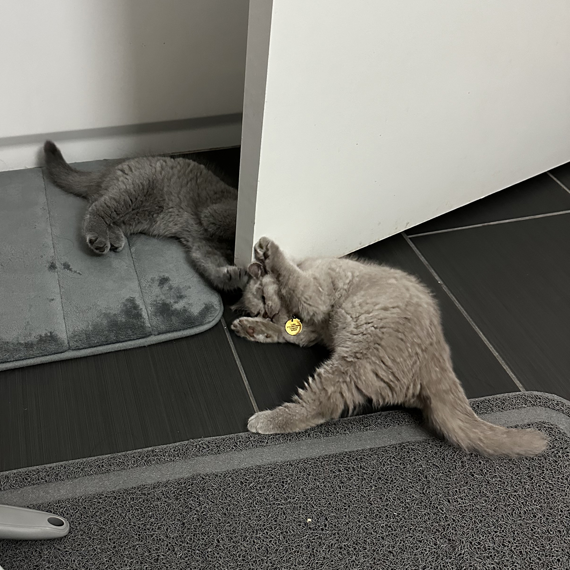 Percy and Lotty playing in the bathroom, day 4