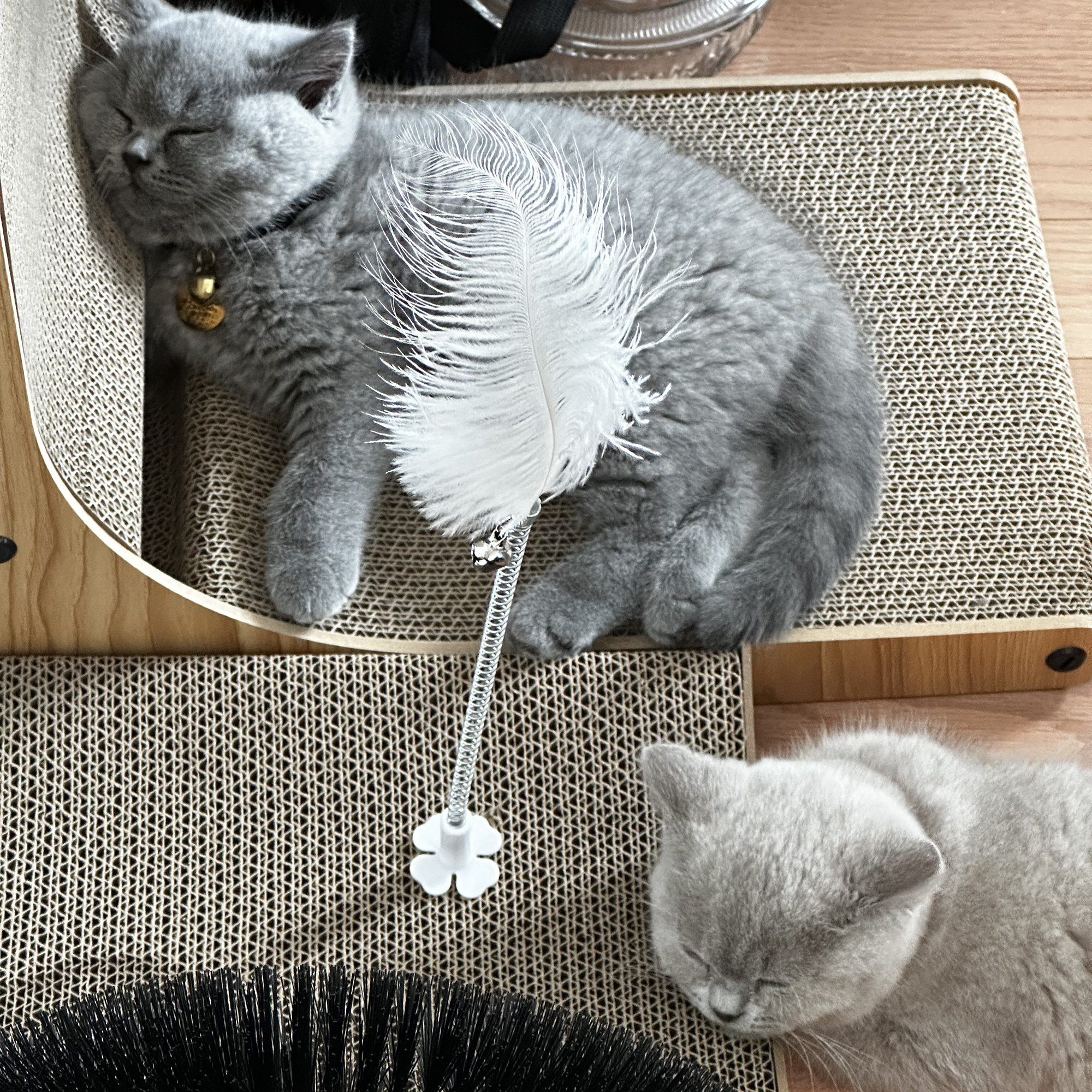 Percy and Lotty sleeping and being supervised by a feather, day 7