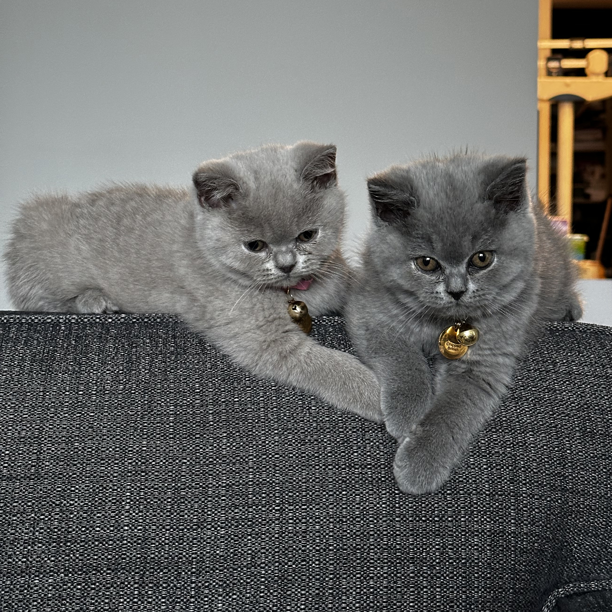 Percy and Lotty sitting on a sofa, day 7