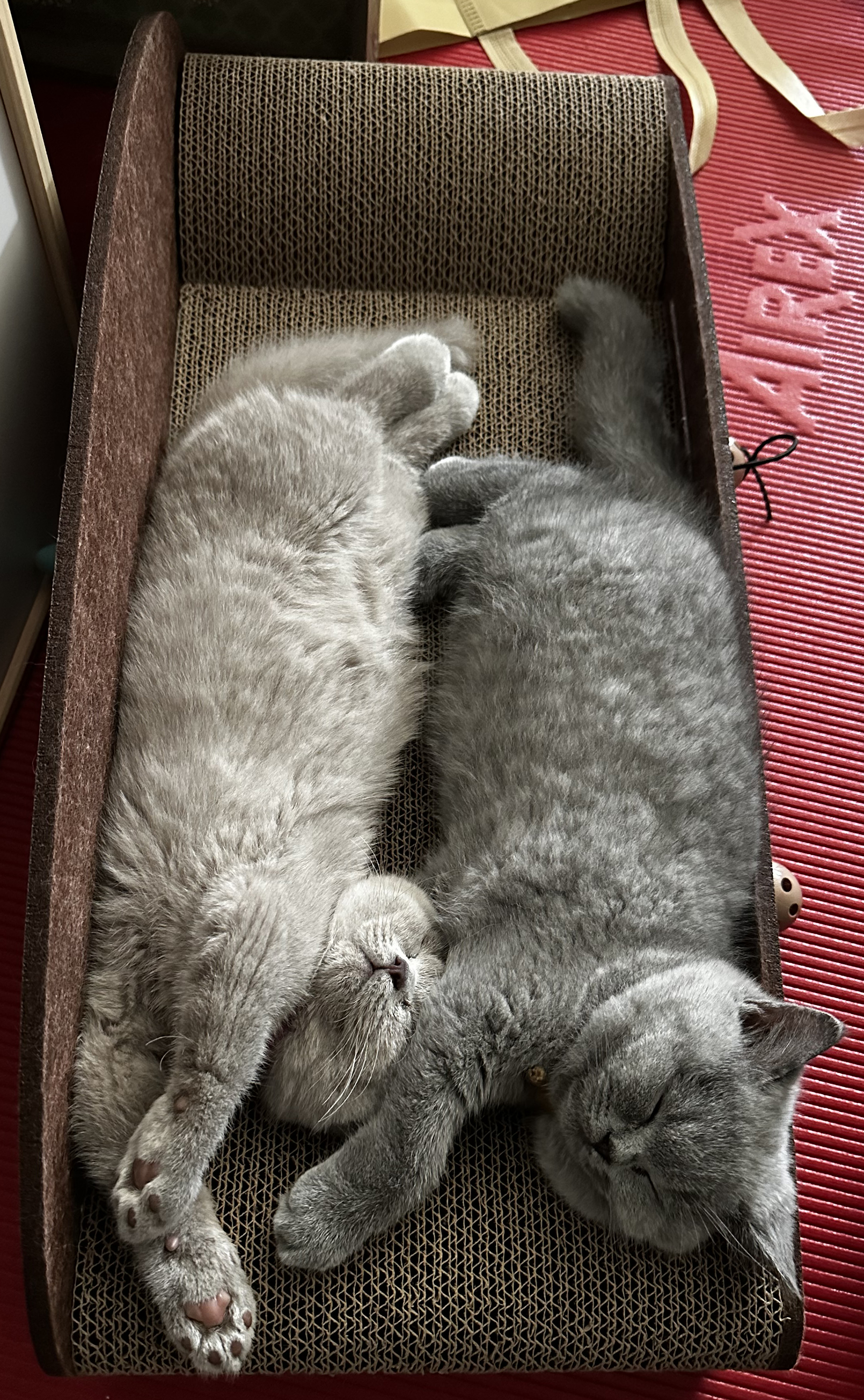 Percy and Lotty sharing a sofa nap, week 11