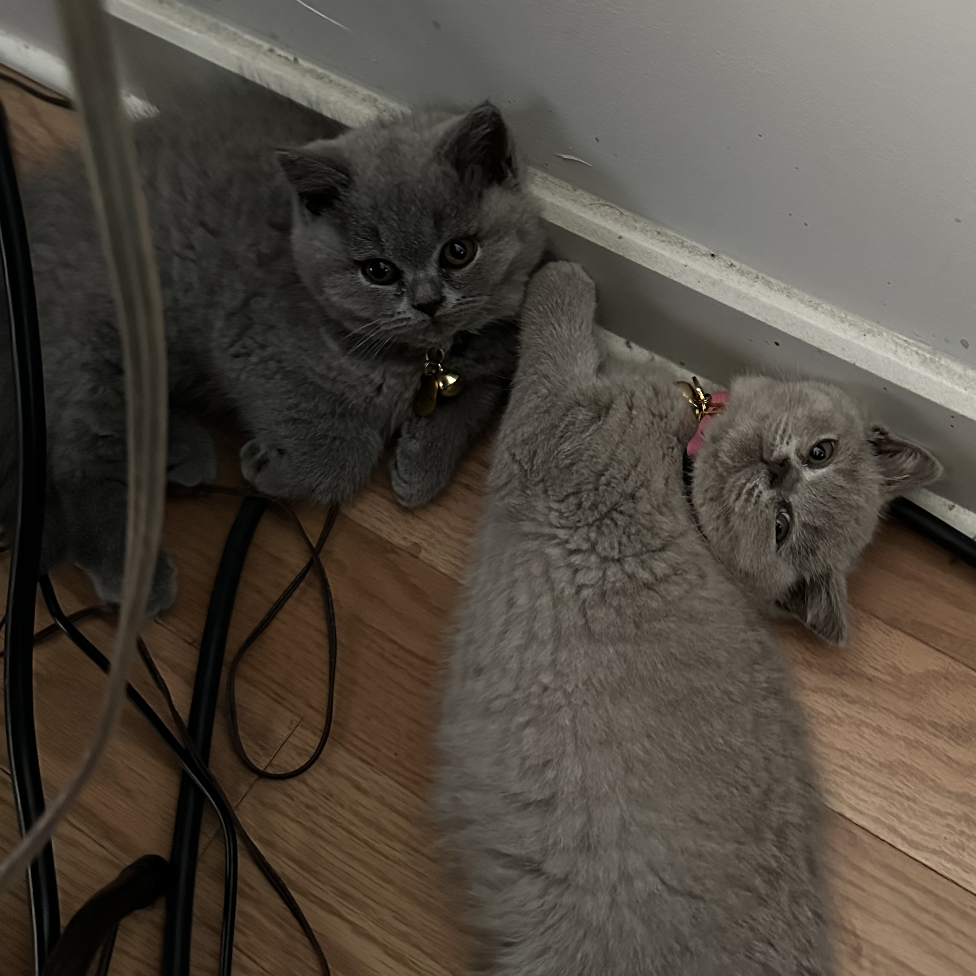 Percy and Lotty sleeping on wires, day 4